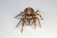 Pseudeuophrys lanigera