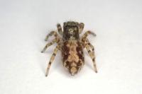 Pseudeuophrys lanigera