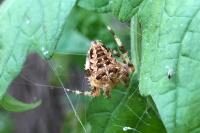 Araneus diadematus