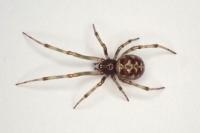 Steatoda triangulosa