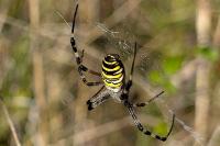 Argiope bruennichi