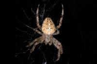 Araneus diadematus