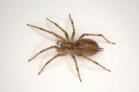 Allagelena gracilens