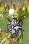 Misumena vatia