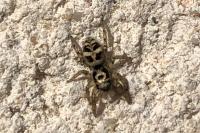 Salticus scenicus