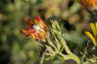 Misumena vatia