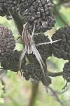Pisaura mirabilis