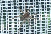 Pardosa