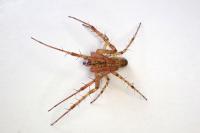 Metellina segmentata