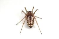Microlinyphia pusilla