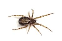Steatoda nobilis