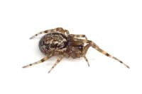 Steatoda nobilis