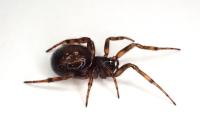 Steatoda bipunctata