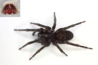 Amaurobius ferox