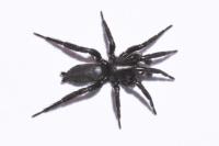 Zelotes petrensis