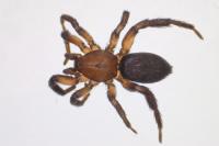 Zelotes electus