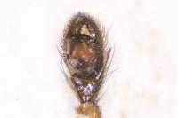 Zelotes electus