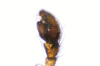 Zelotes electus