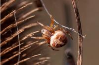 Agalenatea redii