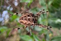 Araneus diadematus