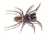 Atypus piceus