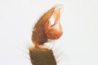 Atypus piceus