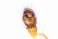 Enoplognatha testacea
