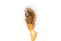 Enoplognatha testacea