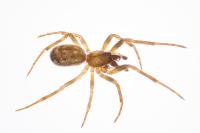 Enoplognatha testacea