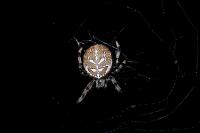 Araneus quadratus