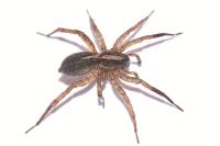 Trochosa ruricola