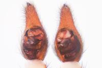 Trochosa ruricola