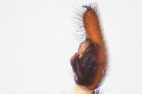 Trochosa ruricola