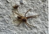 Pisaura mirabilis