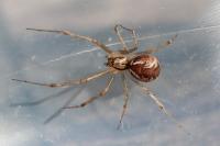 Linyphia triangularis