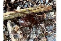 Steatoda grossa