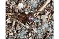 Steatoda grossa