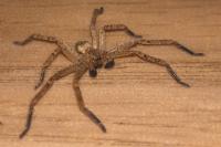 Olios argelasius