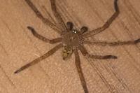 Olios argelasius