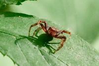 Xysticus