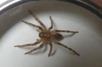 Zoropsis spinimana