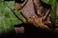 Zoropsis spinimana