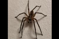 Zoropsis spinimana