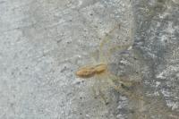 Philodromus