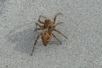 Oxyopes