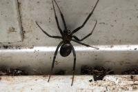 Steatoda grossa