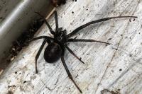 Steatoda grossa