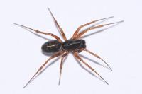 Neriene clathrata