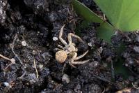Xysticus