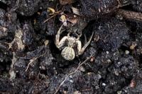 Xysticus